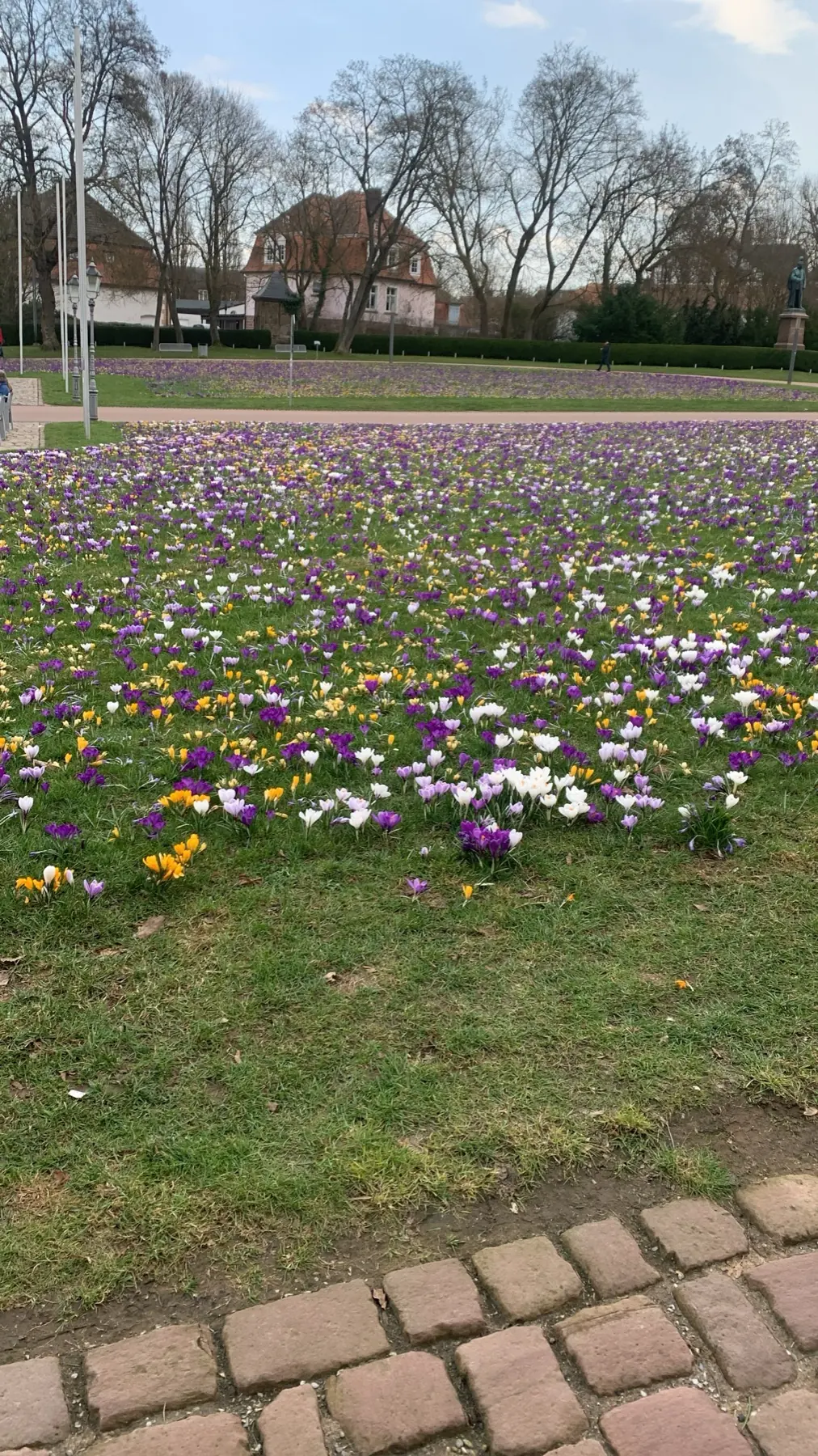 Blumenwiese am Fürstlichen Marstall in Bad Arolsen
